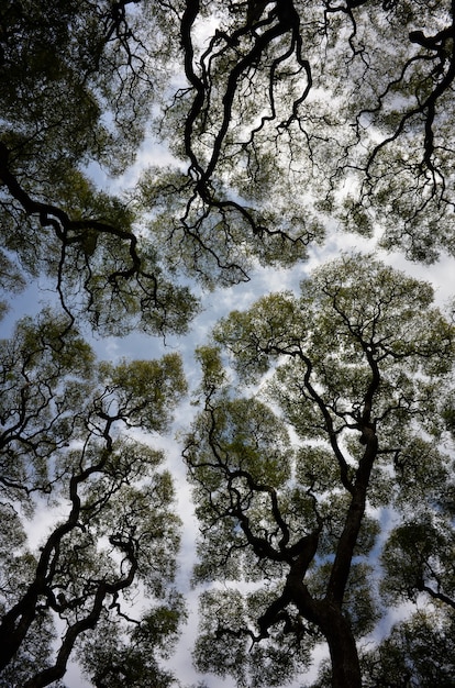 Wide angle abstract shot of Tipuana tipu trees against the sky