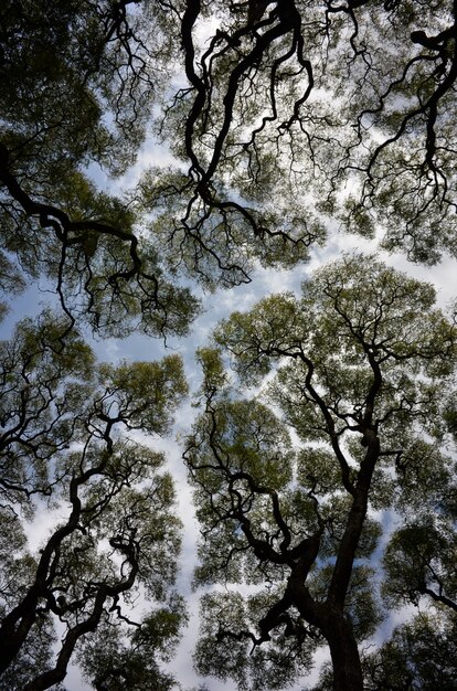 空を背景にティプアナ ティプの木の広角の抽象的なショット