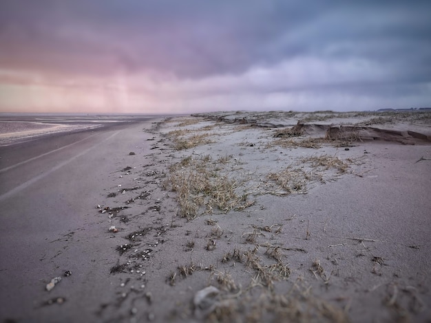 Wide angle shot of the beach covered in dry plants under a clouded sky