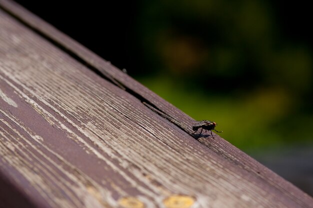 Широкоугольный снимок черной мухи, стоящей на деревянной поверхности