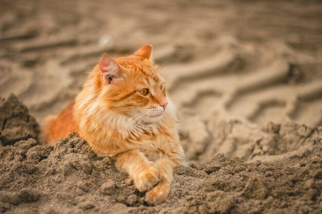 낮 동안 모래에 누워 고양이의 와이드 앵글 샷