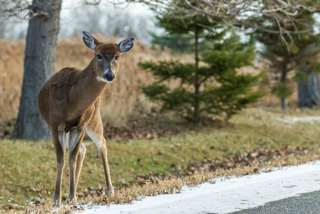 Wide angle shot of a deer standing behind several trees during daytime