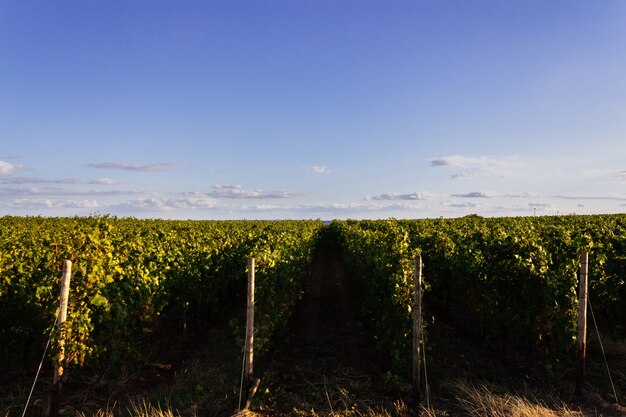 Wide angle shot of different sets of plantations next to each other