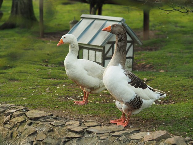 Wide angle shot of a duck and a goose standing next to each other next to a small house