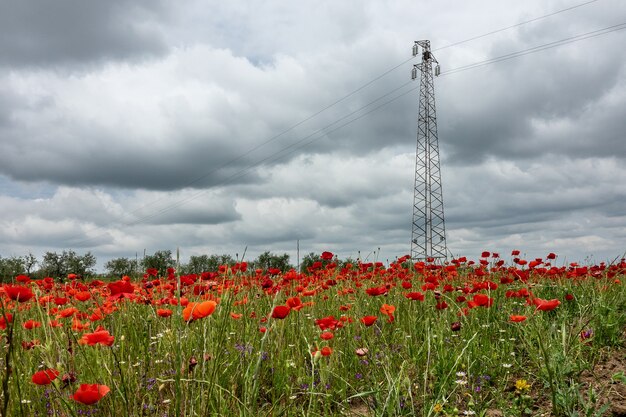 Wide angle shot of an electricity transmission tower on a field full of flowers under a cloudy sky