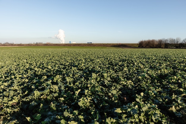 Wide angle shot of a field of crops growing during daytime