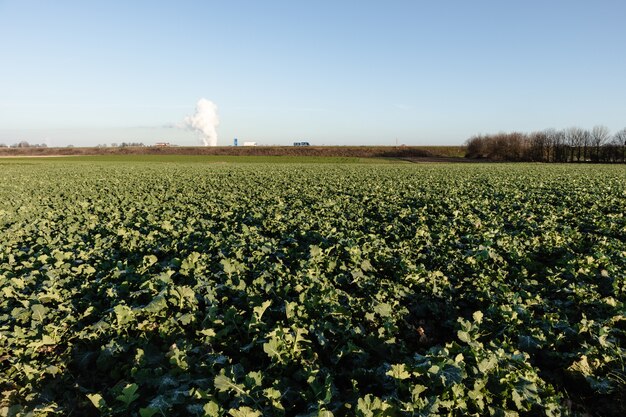 Wide angle shot of a field of crops growing during daytime