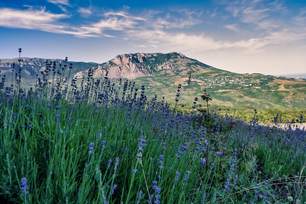 Широкоугольный снимок поля травы на горе под голубым небом