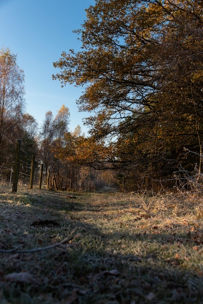 Foto gratuita colpo grandangolare di una foresta piena di alberi e vegetazione sotto un cielo blu