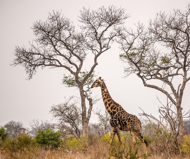 Wide angle shot of a giraffe standing next to tall trees in the savannah