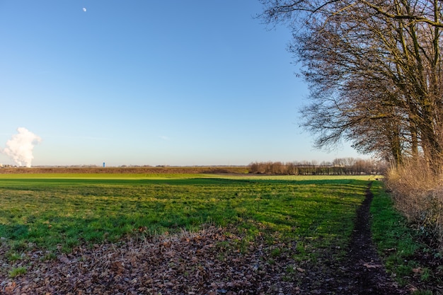 Wide angle shot of a green field next to a tree