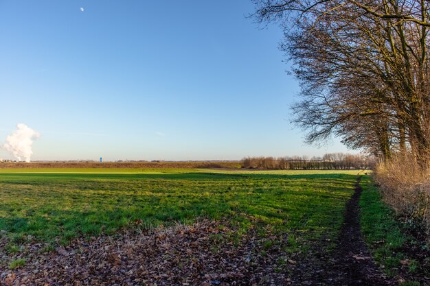 Wide angle shot of a green field next to a tree