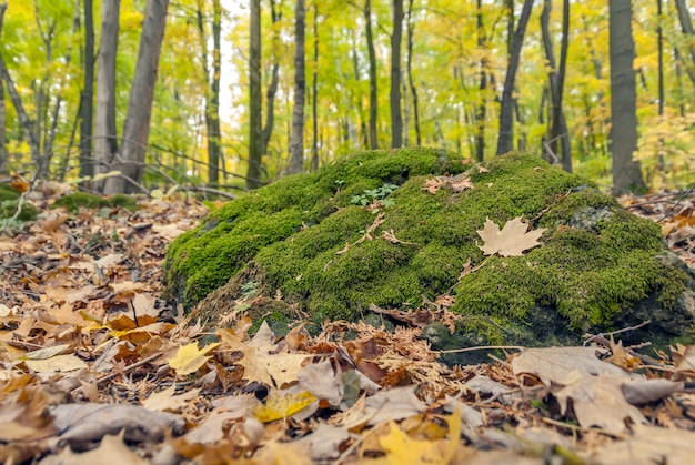 Wide angle shot of green moss growing in a forest surrounded by dry leaves