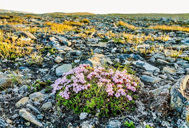 Wide angle shot of a group of pink flowers growing on a rocky area in Sweden