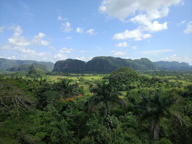 Wide angle shot of a large green landscape full of trees and grass