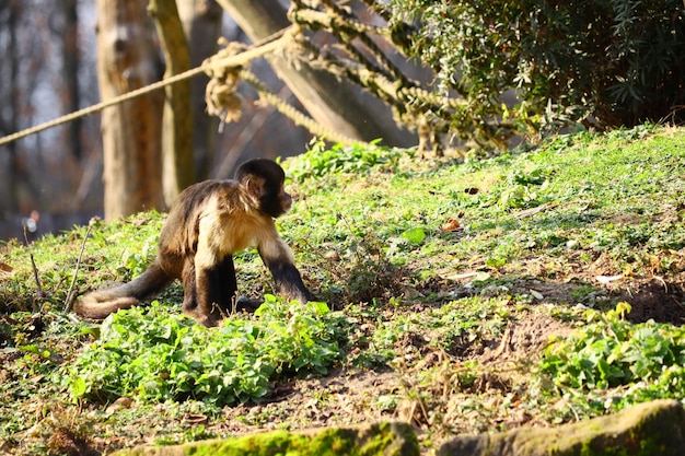 Wide angle shot of a monkey standing on green grass