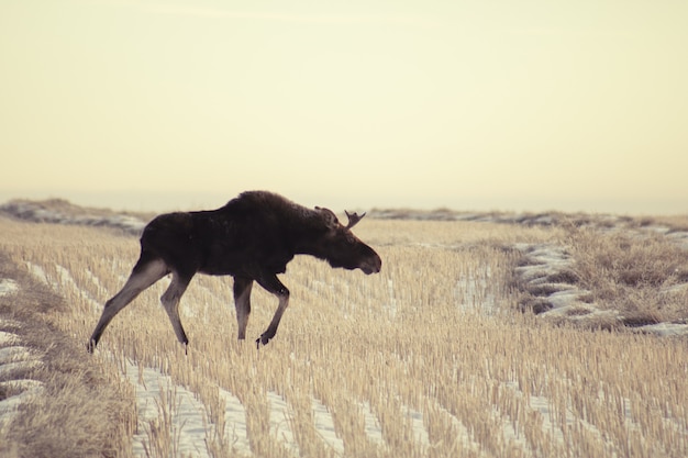 Wide angle shot of a moose walking on a dry field of grass