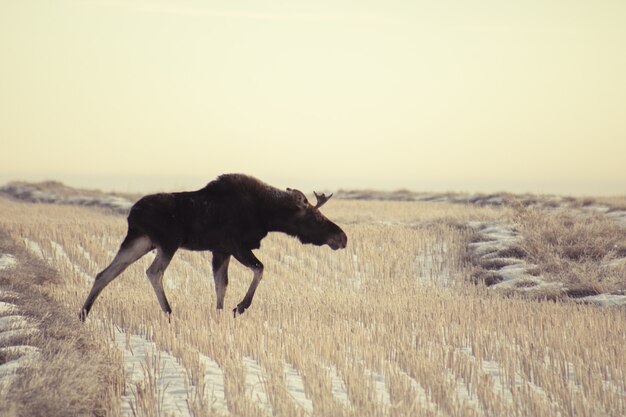 Широкоугольный снимок лося, идущего по сухой траве