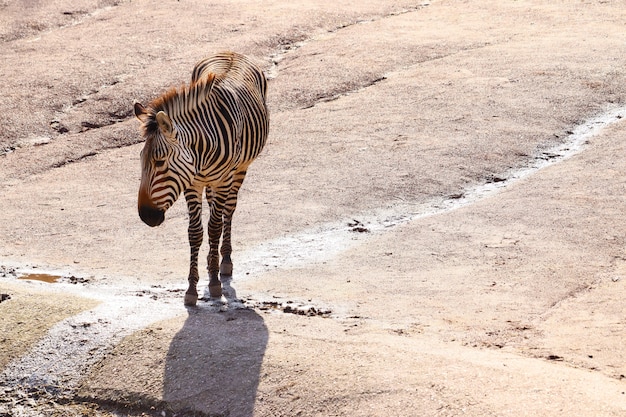 Бесплатное фото Широкоугольный снимок зебры, стоящей на земле