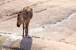 wide angle shot of a zebra standing on the ground