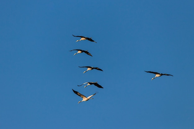 Wide angle shot of several birds flying under a blue sky