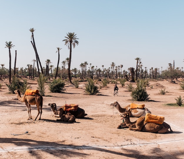 Wide angle shot of several camels sitting next to the trees of the desert