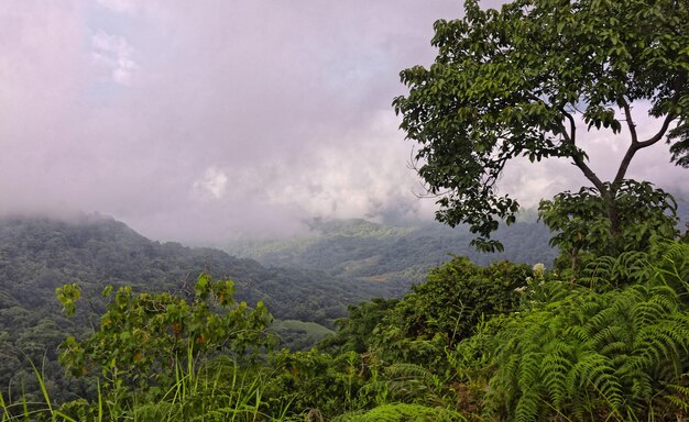 Wide angle shot of several trees in the forest on the mountain