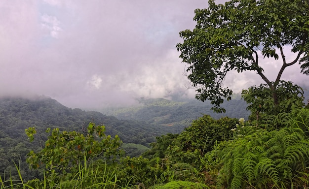 Wide angle shot of several trees in the forest on the mountain