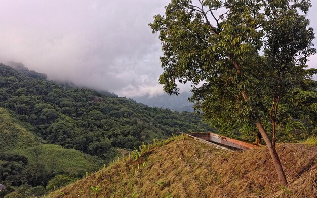 Wide angle shot of several trees in the forest on the mountain