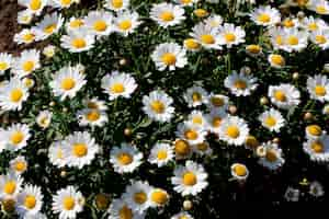 Free photo wide angle shot of several white flowers next to each other