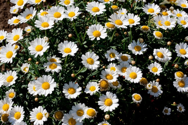 Wide angle shot of several white flowers next to each other