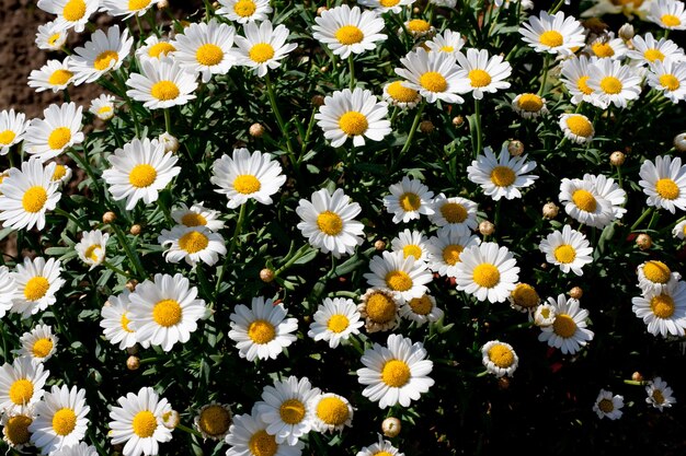 Wide angle shot of several white flowers next to each other