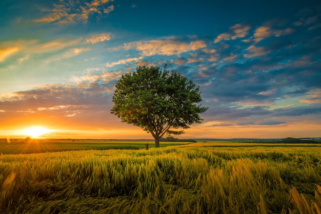 Wide angle shot of a single tree growing under a clouded sky during a sunset surrounded by grass