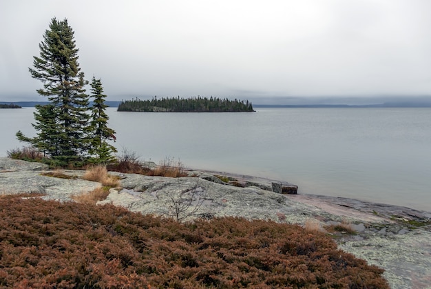 Wide angle shot of a tree in front of water under a cloudy sky