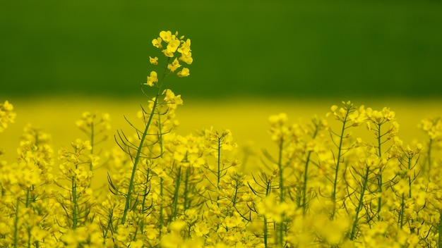 Wide angle shot of a variety of yellow flowers on a field