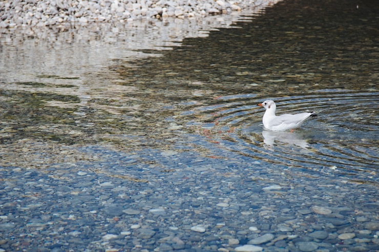 無料Photo 昼間の水上で白い鳥の広角ショット