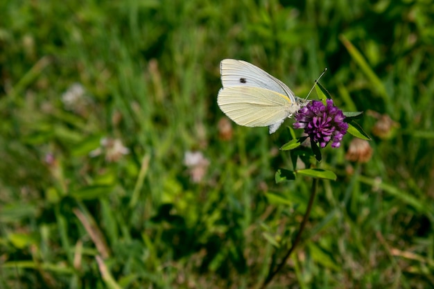 Wide angle shot of a white butterfly sitting on a purple flower surrounded by grass