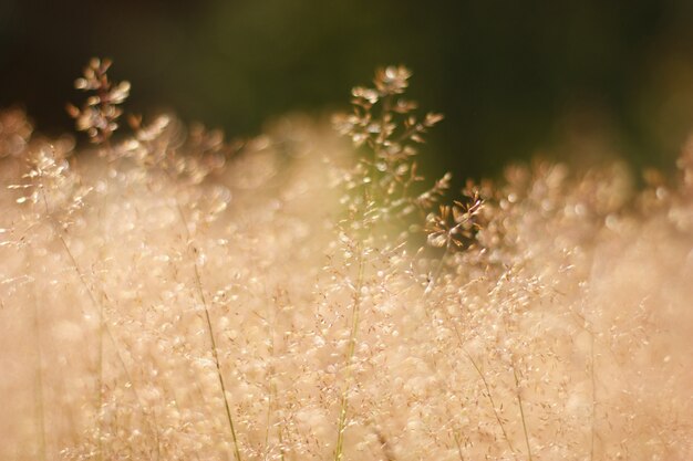 Wide closeup of pinkish plants in a field