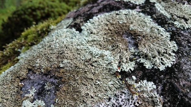 Wide closeup shot of lichens on a rocky surface