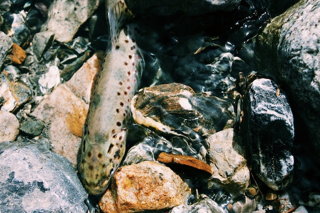 Free photo wide overhead shot of a truit fish among underwater rocks