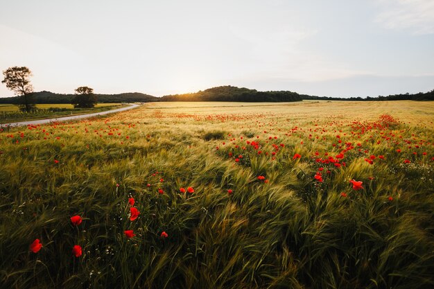 Wide poppy field on a windy day at the sunset