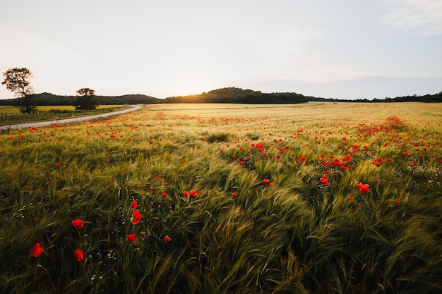 Wide poppy field on a windy day at the sunset