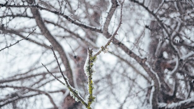 Широкий выборочный снимок крупным планом ветви дерева в снегу