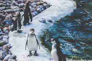 Free photo wide selective focus shot of white and brown penguins near water