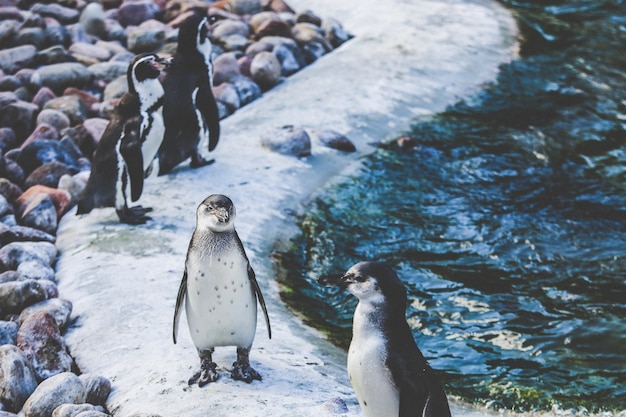Wide selective focus shot of white and brown penguins near water