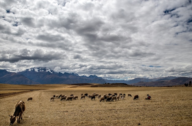 Wide shot of animals eating in the dry grass field on a cloudy day