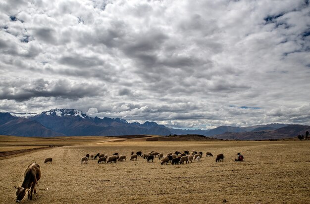 Wide shot of animals eating in the dry grass field on a cloudy day