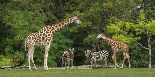 Общий снимок детеныша жирафа возле его матери и двух зебр с зелеными деревьями