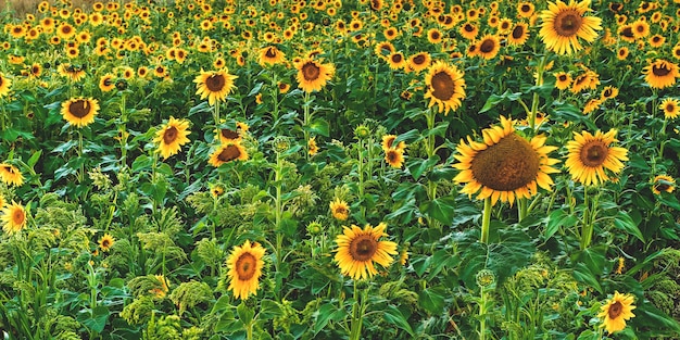 Wide shot of a beautiful sunflower field