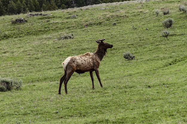 Wide shot of an elk at Yellowstone national park standing on a green field